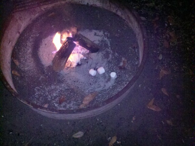 Marshmallow casualties